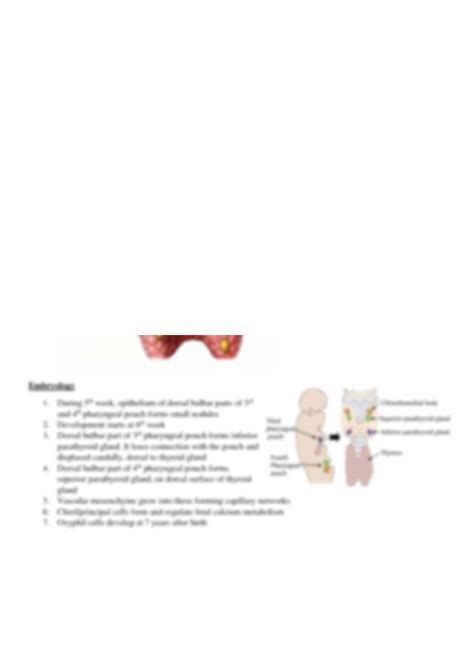 Solution Parathyroid Gland Anatomy Embryology Histology Studypool The