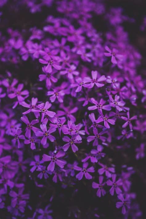 1000 Great Purple Photos · Pexels · Free Stock Photos
