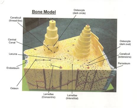 Compact bone diagram osteon compact bone ap pinterest anatomy human anatomy and. Bone Model Labeled - Bing Images | Biology | Pinterest