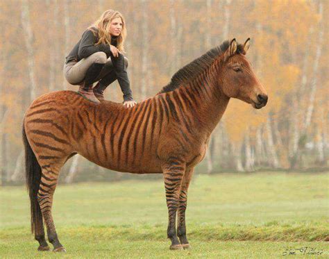 This Is A Zorse A Zebrahorse Hybrid Woahdude
