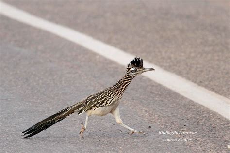 Greater Roadrunnerbird Of The Day Birding Pictures