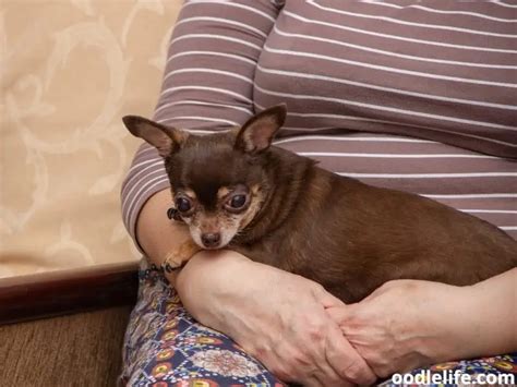 How Long Is A Chihuahua Pregnant For