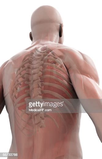 In the upper thoracic region, for. Posterior View Of The Ribcage And Upper Spine As Seen In A ...