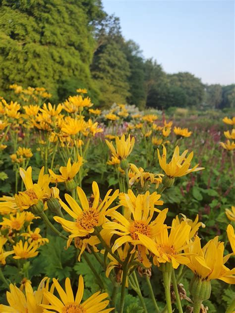 Ligularia Japonica Beth Chattos Plants And Gardens