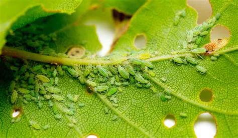 Lemon Tree Pests How To Identify And Prevent Minneopa Orchards