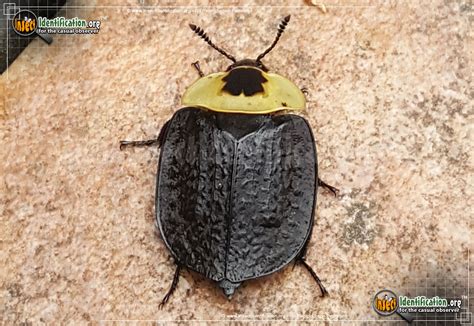 Maycintadamayantixibb Black And Yellow Beetle Ontario