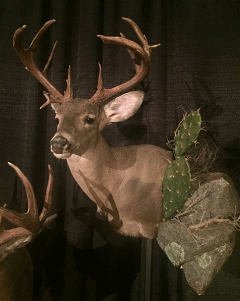 New World Record Coues Deer Non Typical Grand View Outdoors