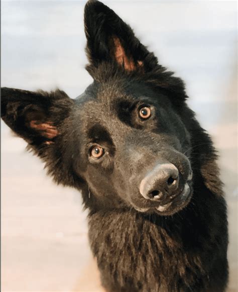Handsome Black Long Hair German Shepherd Dog For Adoption In Nashville