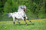 8 Things You Didn't Know About The Appaloosa