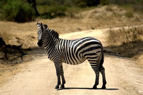 Zebra In Ruaha National Park Stock Photo Image Of Mammal Tanzania