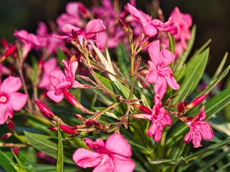 Pink Oleander Or Nerium Flower Bloom With Sunlight In The Evening On