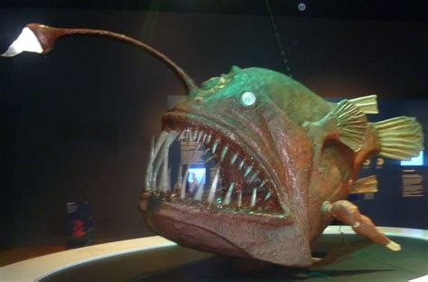 Deep Sea Angler Fish Nemo