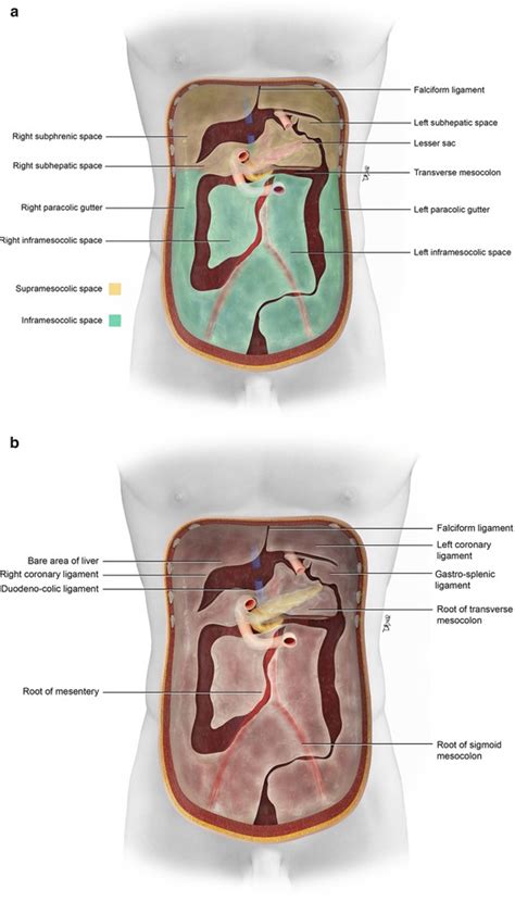 The Peritoneum Radiology Key