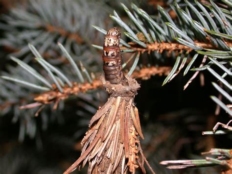 Bagworms May Still Threaten Both Deciduous And Evergreen Trees And Shrubs