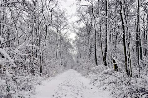 Free Images Landscape Tree Forest Branch Snow Black And White