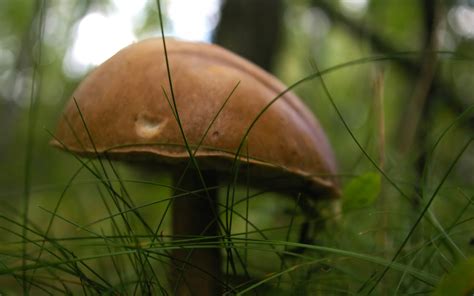 Brown Cap Boletus Wallpapers And Images Wallpapers Pictures Photos
