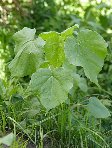 Invasive Vine With Triangular Leaves The Leaves Are Light Green With