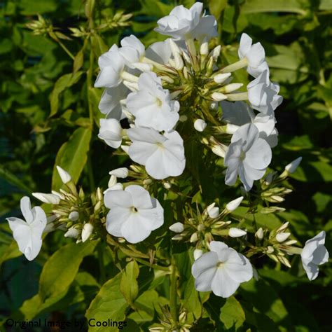 Phlox Paniculata White Admiral Agm 2l Coolings Garden Centre