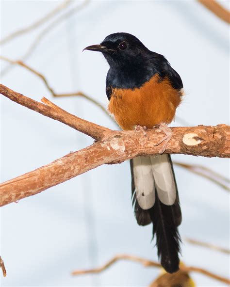 Shama Thrush 0124 National Aviary Ray Flickr