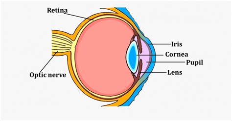 Las 11 Partes Del Ojo Humano Y Sus Características