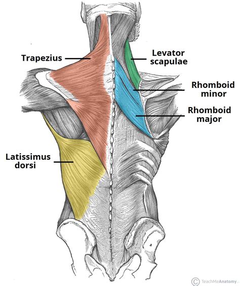 A series of muscles and ligaments in your back hold the bones of your spinal column in place. The Superficial Back Muscles - Attachments - Actions ...