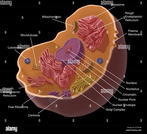 Illustration Of Animal Cell The Cell Has A Nucleus In Its Center That