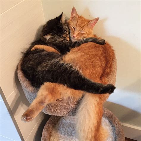 estos gatos siguen durmiendo juntos aunque ya no quepan en la cama red17