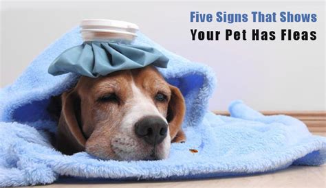 Five Signs That Shows Your Dog Has Fleas Budgetpetworld