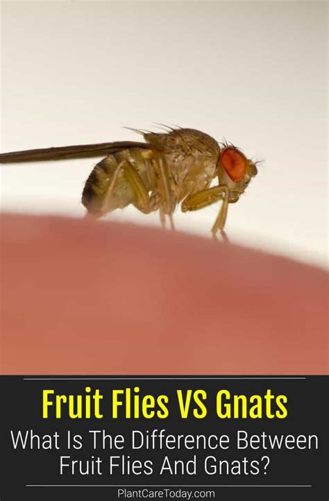 Are Fruit Flies And Gnats The Same What Is The Difference