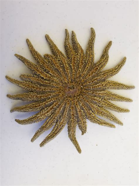 Orange Slices Sunflower Starfish