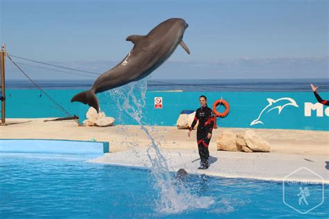 Malta Parcul Marin Mediterraneo Locul Unde Poți Atinge Delfini și