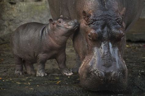 Baby Hippo Born At Disneys Animal Kingdom