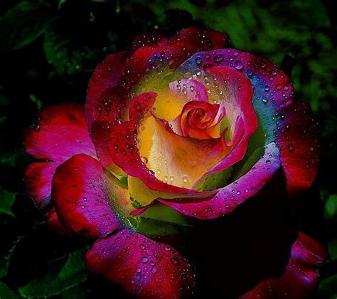 Rainbow Rose 3d Roses Hd Wallpaper Peakpx