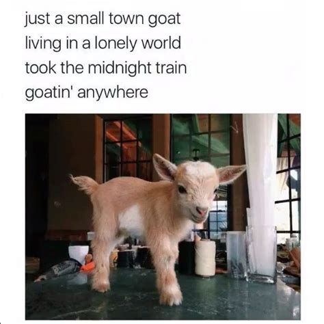 Pin By Nicole On Living The Dream W My Goat Memes Goats Baby Goats