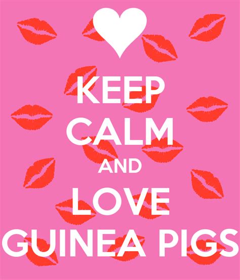 Keep Calm And Love Guinea Pigs Keep Calm And Carry On Image Generator