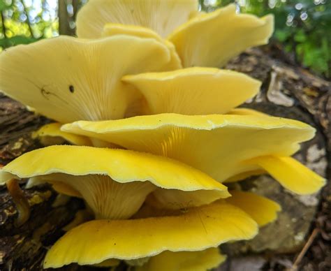 Golden Oyster Mushrooms - jstookey.com