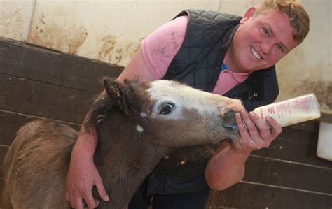 Foal Found Dumped In Field In Collier Street Tonbridge