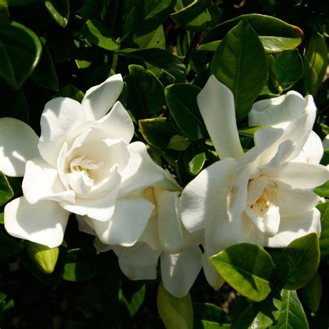 Southern Living Plant Collection 2 Gal Jubilation Gardenia Live