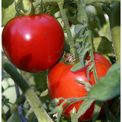 Early Girl Bush Tomato Plant Early And Disease Resistant 35 Pot