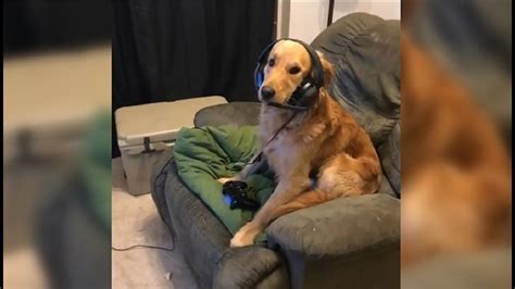 Cute Dog Caught Playing Fortnite On Playstation 4 Youtube