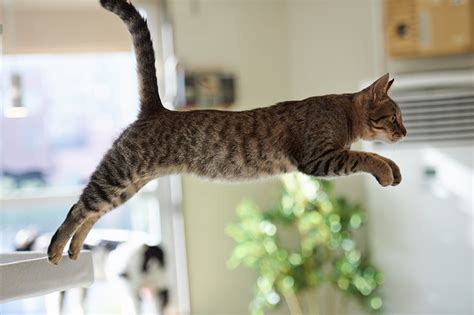 Wallpaper Cat Jump Animals