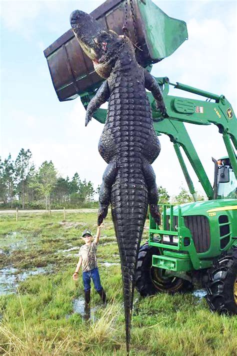 ‘monster Alligator Killed In Florida Hunt Sports