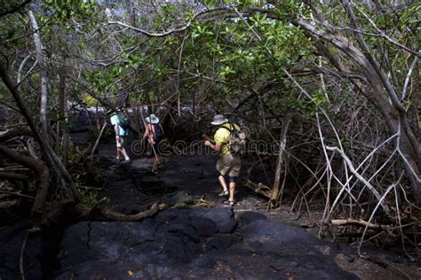 Trail Through Mangroves 832888 Editorial Photo Image Of Trail