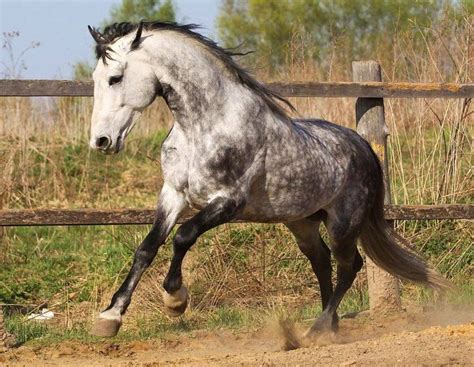 The Orlov Trotter Is One Of The Most Famous Russian Breeds Horses