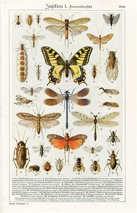 Insects Encyclopedia Großer Brockhaus Insect Art Art Prints Forest
