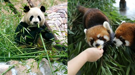 Why Did Giant Pandas And Red Pandas Both Evolve To Eat Bamboo Cgtn