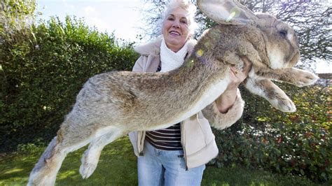 United Airlines Investigates Giant Bunny Death Bbc News