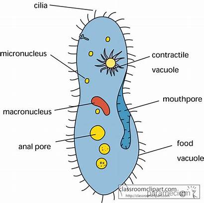 Paramecium Biology Cell Clipart Science Parts Different