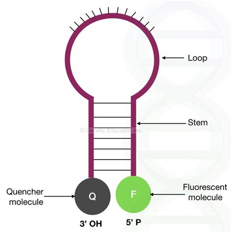 Molecular Beacon A Hairpin That Enhances Real Time Pcr Specificity