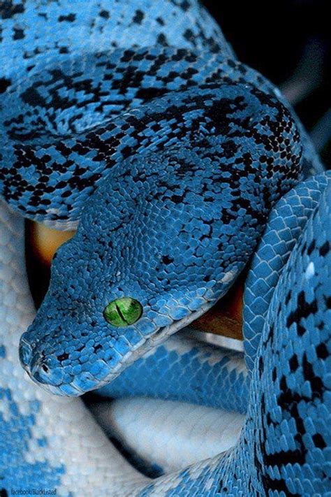 Blue Bellied Black Snake Snake Beautiful Snakes Reptiles And Amphibians